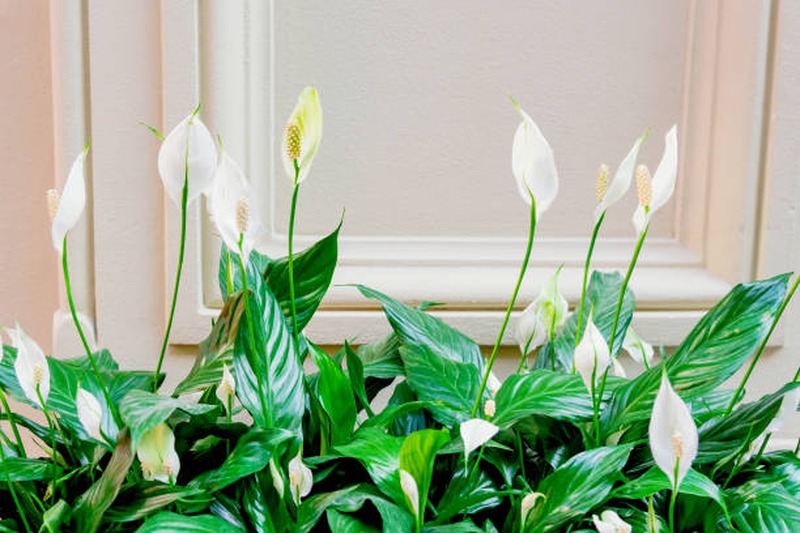 5. Peace Lily (Spathiphyllum)