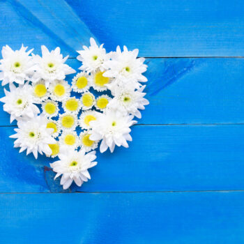 composition white yellow flowers chrysanthemums blue wooden background