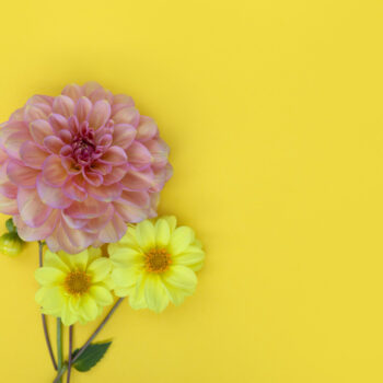 dahlia pink yellow flower yellow paper background copyspace