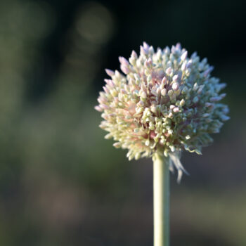 maturing onion seeds garlic natural blurred background