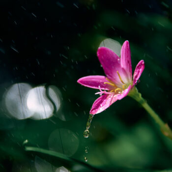 raindrops tiny pink flower rainy day