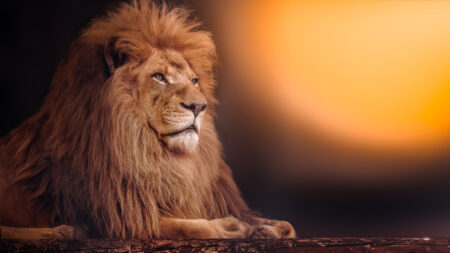 O Rei Leão – “Liderança na Savana: Jornada de um Rei”